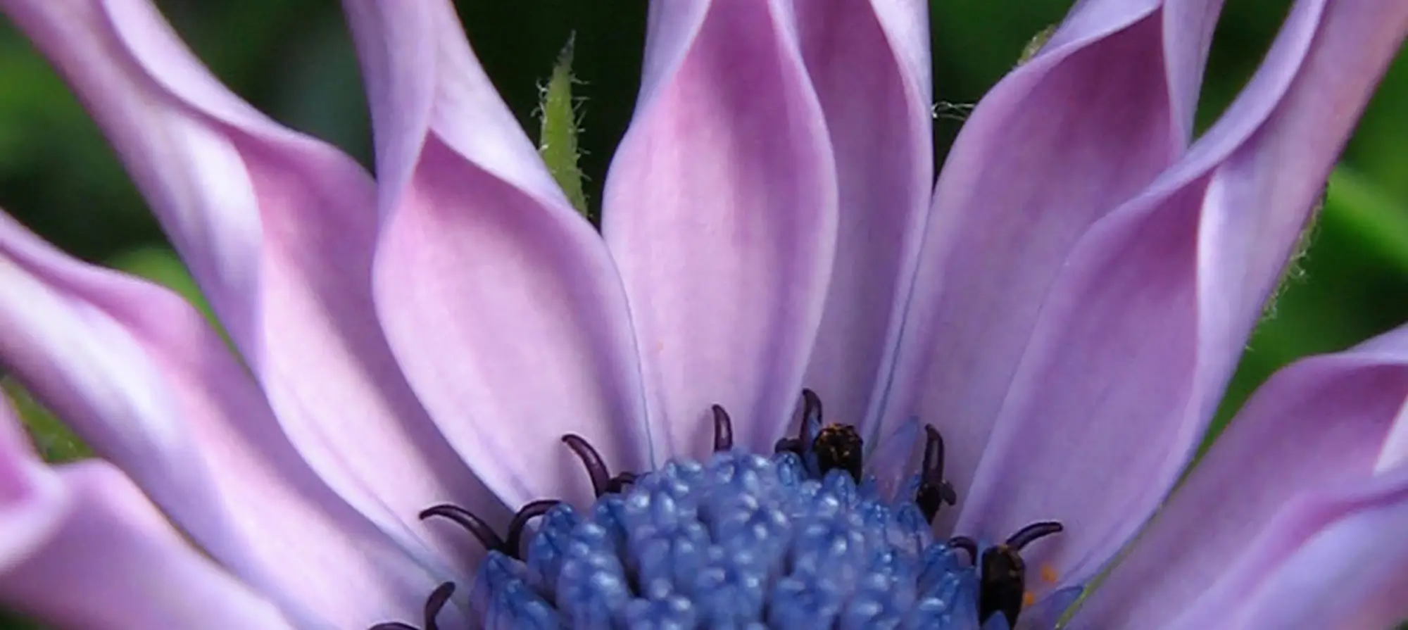 Melinda Myers purple flower Melinda Myers purple flower
