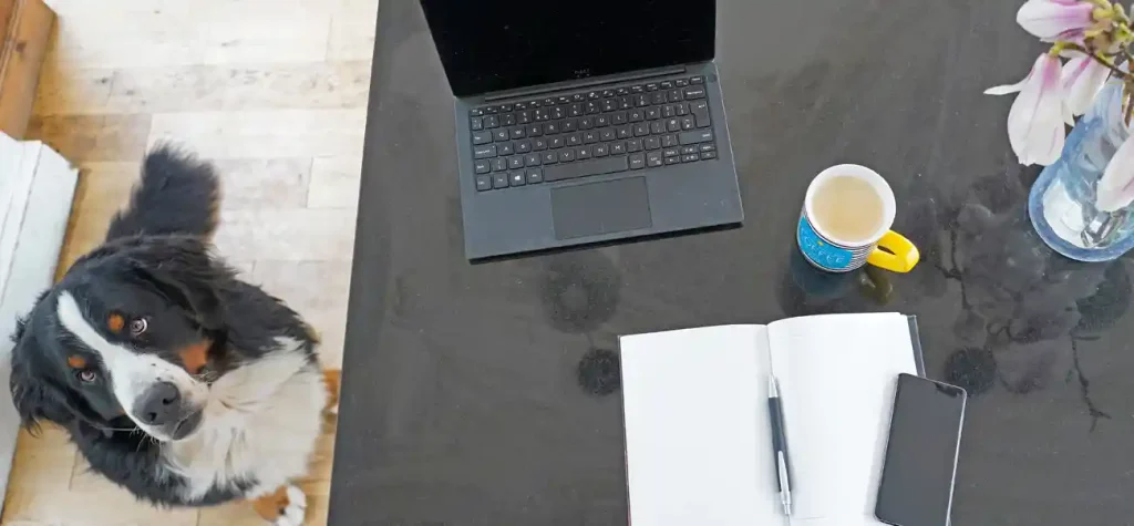 dog next to desk with laptop