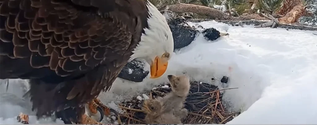 Eagles